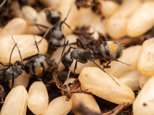 Camponotus aureopilusCamponotus aureopilus