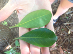 Terminalia microcarpa