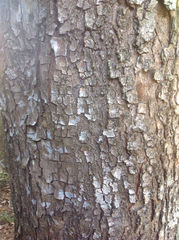 Terminalia microcarpa