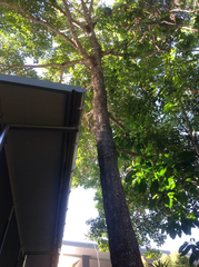 Terminalia microcarpa