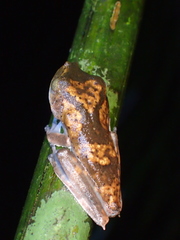 Boana appendiculata