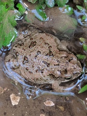 Duttaphrynus stomaticus