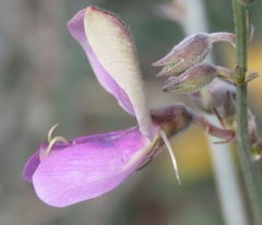 Tephrosia palmeri