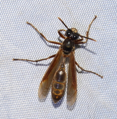 Apoica