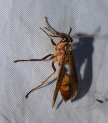 Apoica