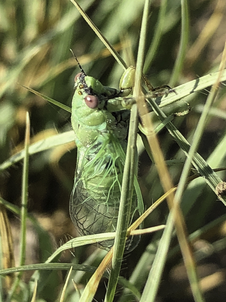 Kansas Grass Cicada