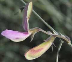 Tephrosia palmeri