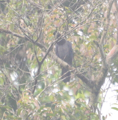 Cyanocorax violaceus