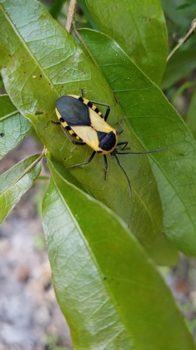 Giant Milkweed Bug photo 5