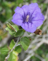 Ruellia californica peninsularis