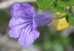 Ruellia californica peninsularis