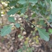 Rhus mysorensis - Photo (c) SONU KUMAR, some rights reserved (CC BY-NC), uploaded by SONU KUMAR