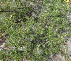 Ruellia californica peninsularis