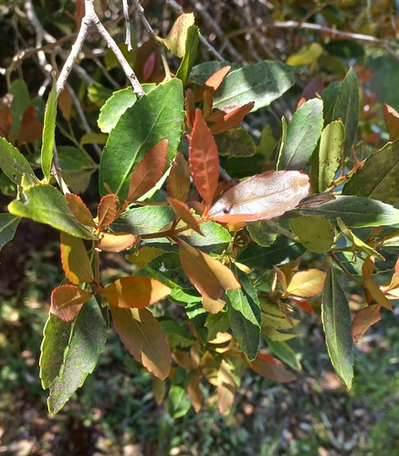 Elaeodendron schinoides