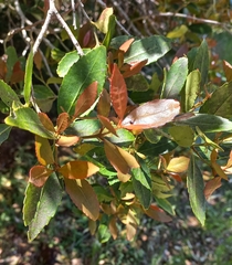 Elaeodendron schinoides