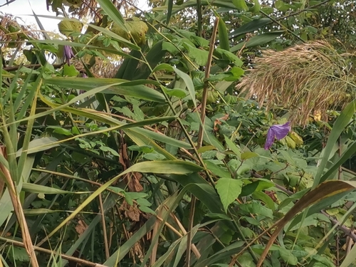 Clematis viticella