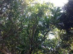 Juliflorae