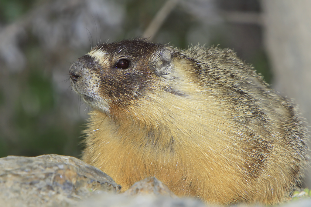 Yellow-bellied Marmot - Marmota flaviventris - 40oz Tumbler with Handl -  Because Tees