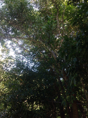 Juliflorae