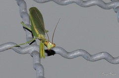 Parastagmatoptera unipunctata