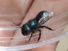 Osmia ribifloris ribifloris