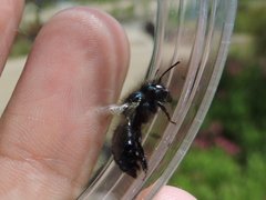 Osmia ribifloris ribifloris