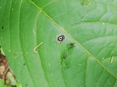 Ischnocodia annulus