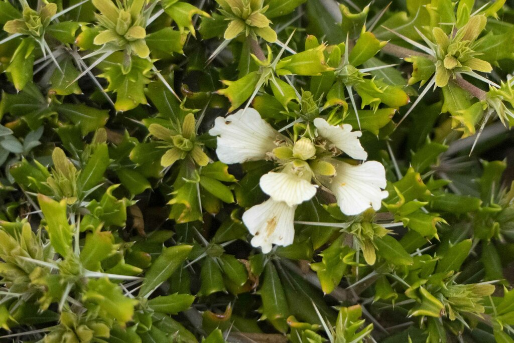 Blepharis inermis