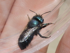 Osmia ribifloris ribifloris