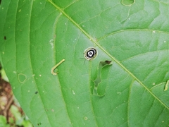 Ischnocodia annulus