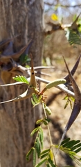 Vachellia collinsii
