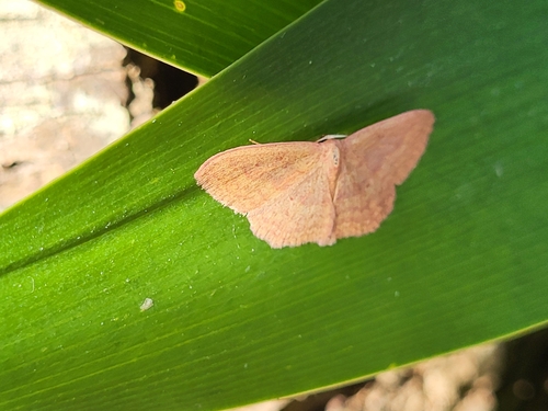 Scopula irrorata