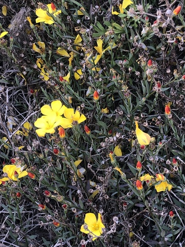 Linum ramosissimum (Linum ramosissimum)