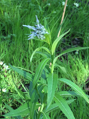 Amsonia repens