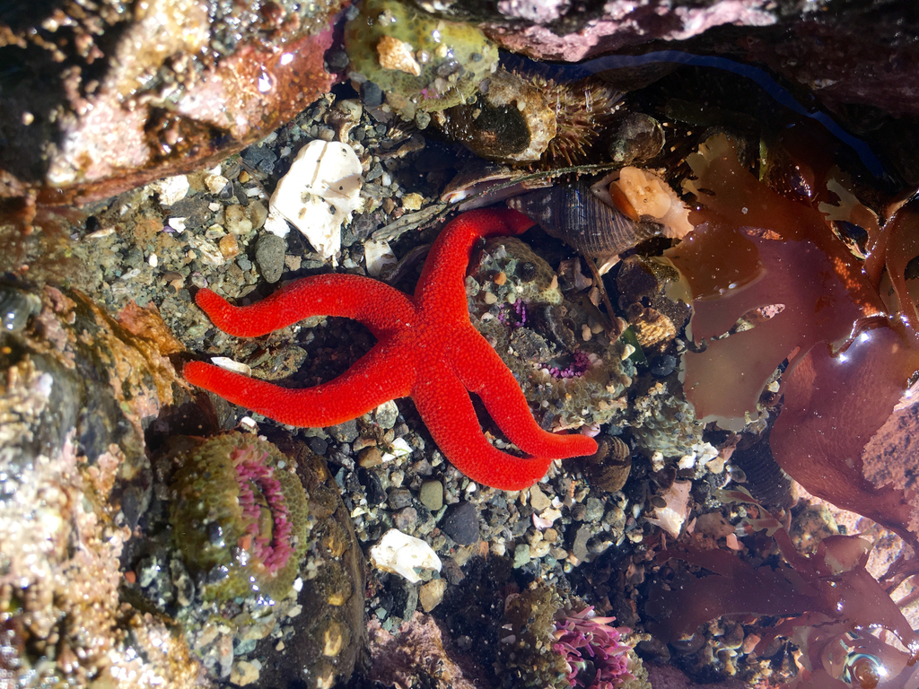 Pacific Blood Star (Echinoderms of the North Eastern Pacific (Alaska to ...