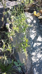 Caulanthus lasiophyllus