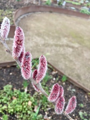 Salix chaenomeloides