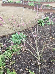 Salix chaenomeloides