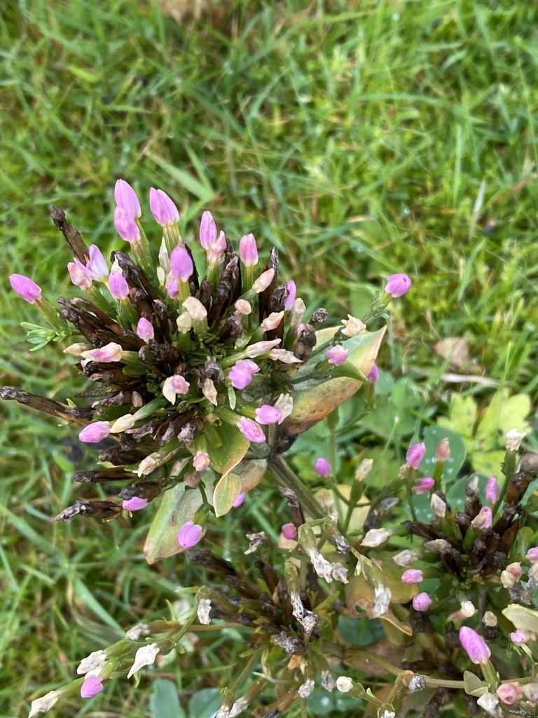 Common centaury from Lawhouse Toll, Edinburgh, Scotland, GB on October