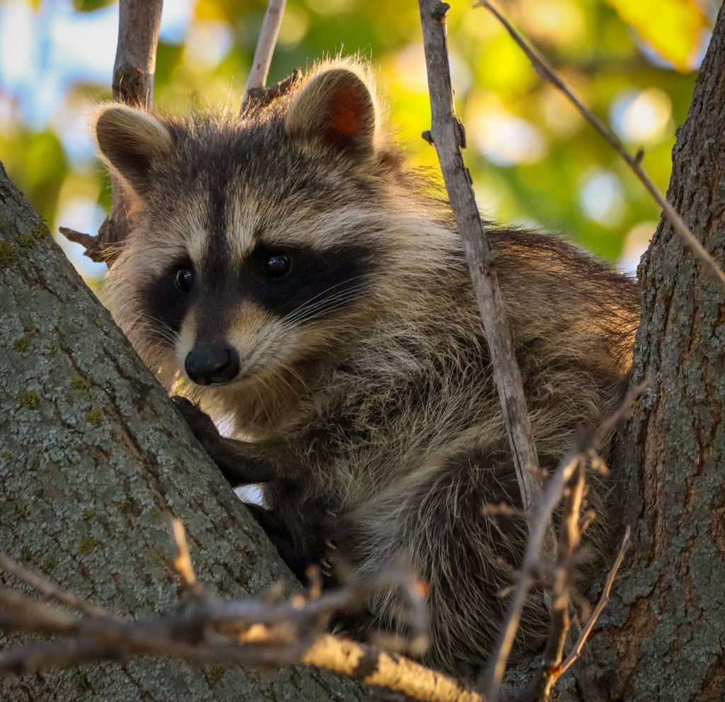 Common Raccoon from W A St, Lincoln, NE, US on October 7, 2023 at 06:38 ...