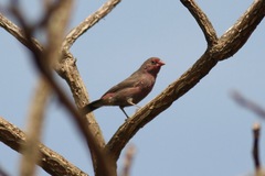 Lagonosticta rufopicta