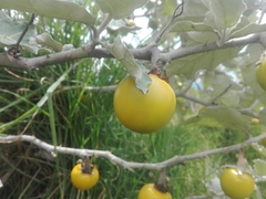 Solanum marginatum