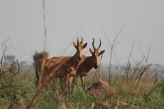 Alcelaphus buselaphus lelwel