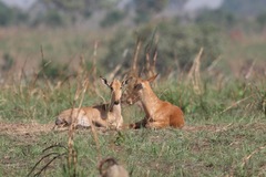 Alcelaphus buselaphus lelwel