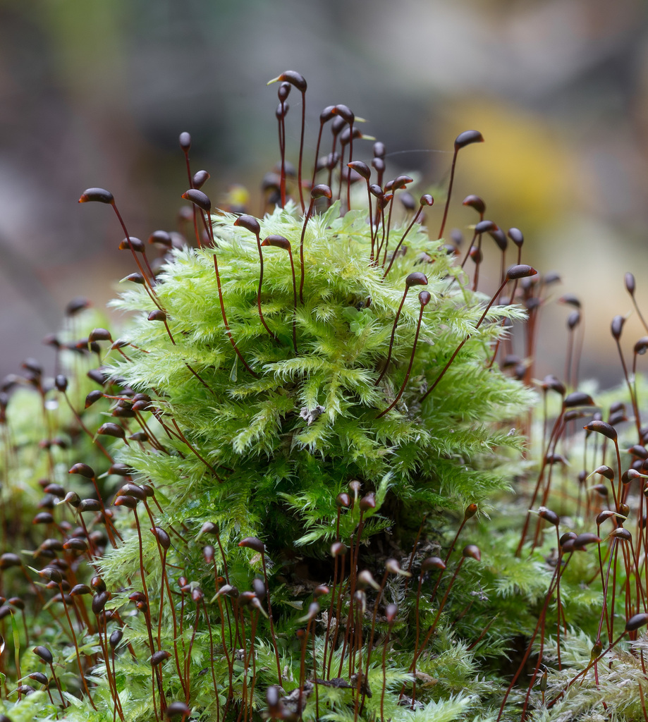Smooth-stalk Feather-moss