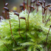 Joint-toothed Mosses - Photo (c) Vladimir Bryukhov, some rights reserved (CC BY-NC), uploaded by Vladimir Bryukhov