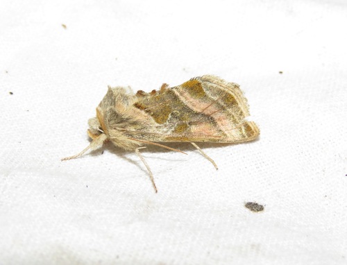 Euchalcia variabilis