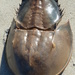Horseshoe Crabs - Photo (c) Albert Fernandez Chacon, some rights reserved (CC BY-NC), uploaded by Albert Fernandez Chacon