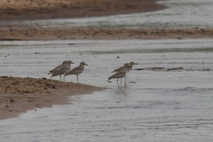 Burhinus senegalensis