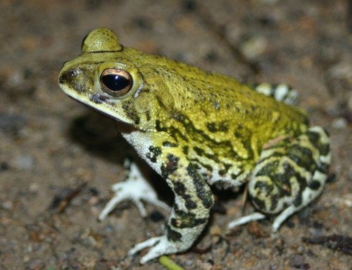 Sinaloa toad